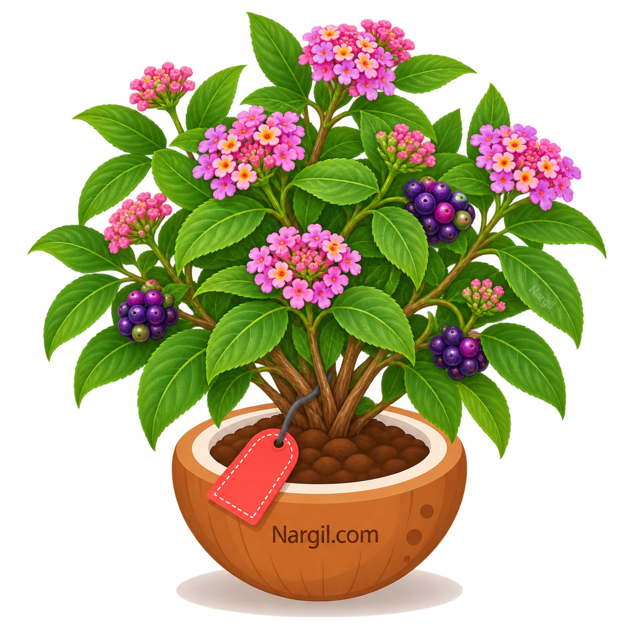 Nargil_Lantana trifolia